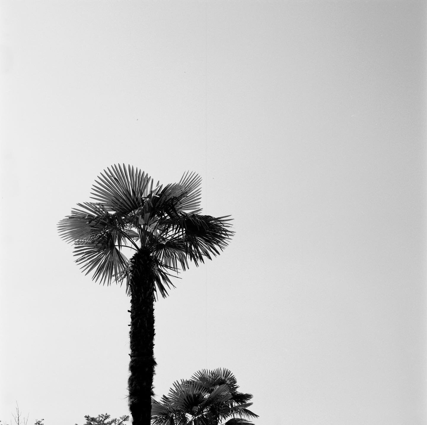 Staycation. So not Miami. Shot with the Yashica 124G on Ilford Delta 100, developed in ADOX FX-39 II.