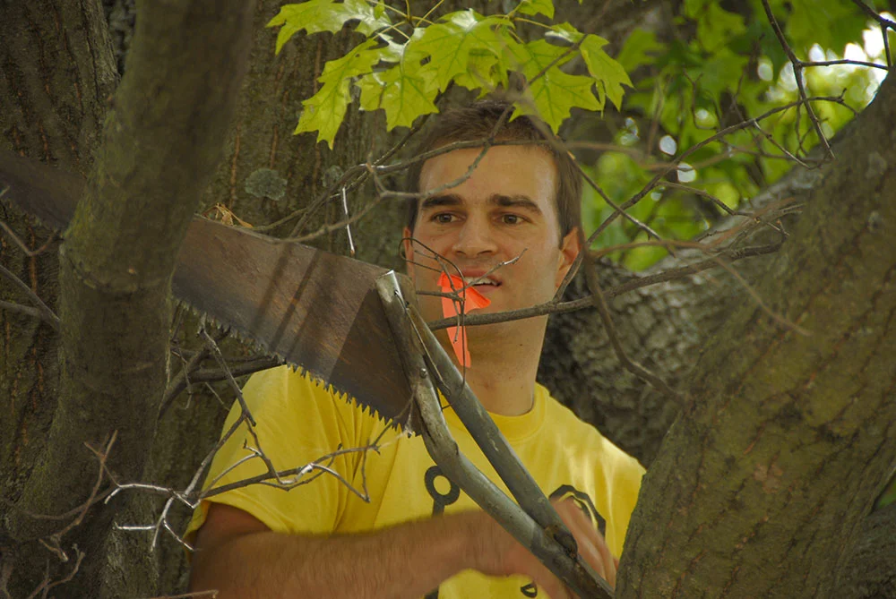 simon_tree_05.jpg