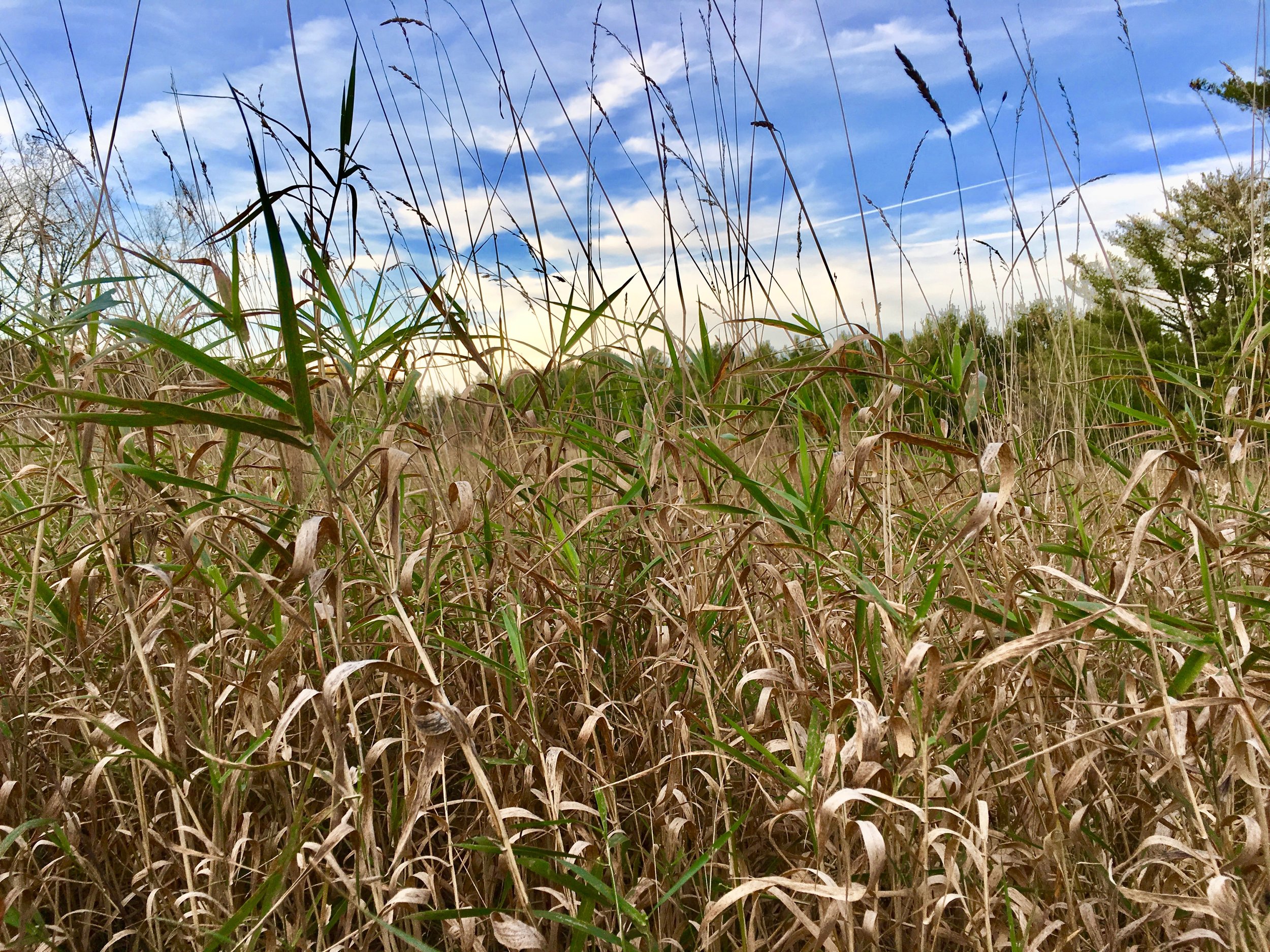 IMG_7885.jpg