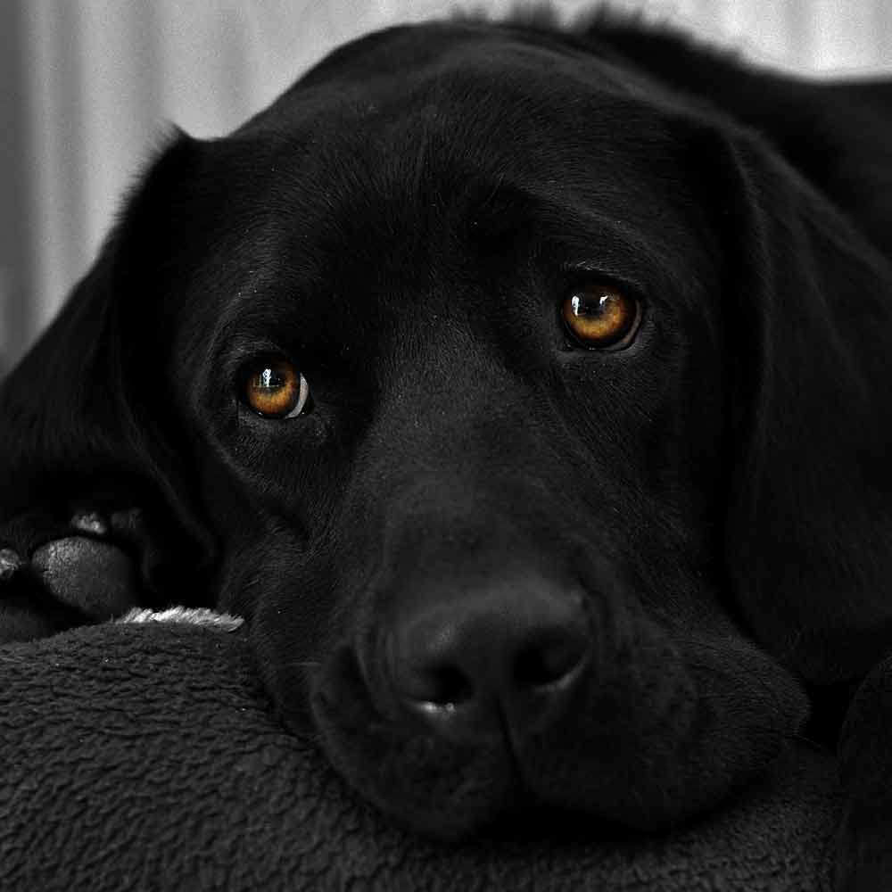 dog.jpg