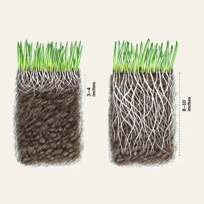  Chemical Dependent Lawn Healthy Organic Lawn