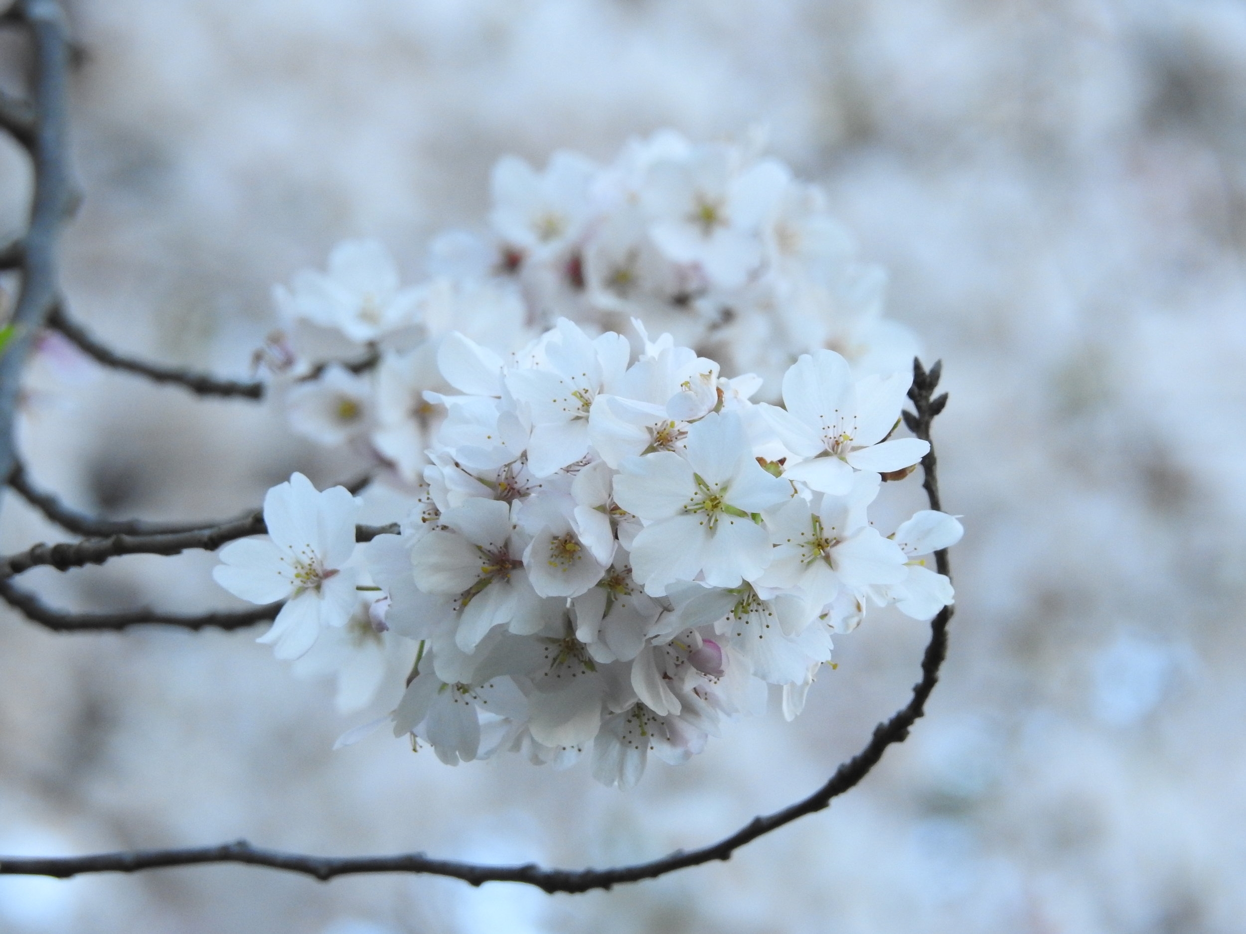 Let me shield the softness and beauty at the center of Being with arms made of love and truth. 