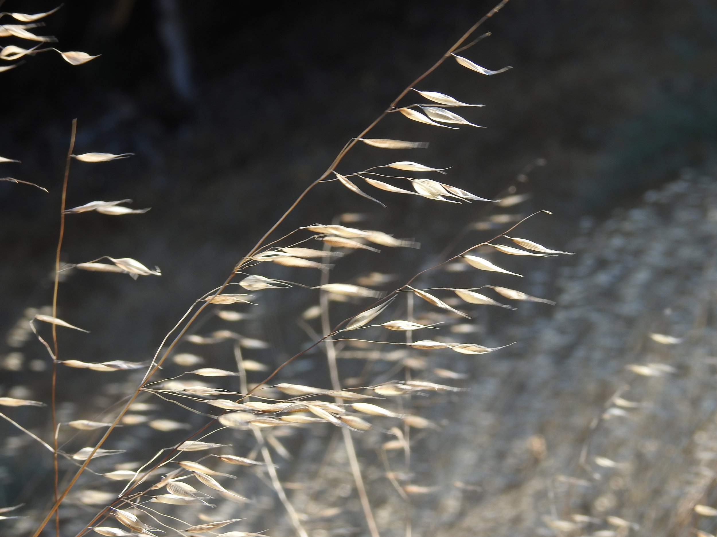 Sun, wind and weeds: seeing the invisible through its effects on matter