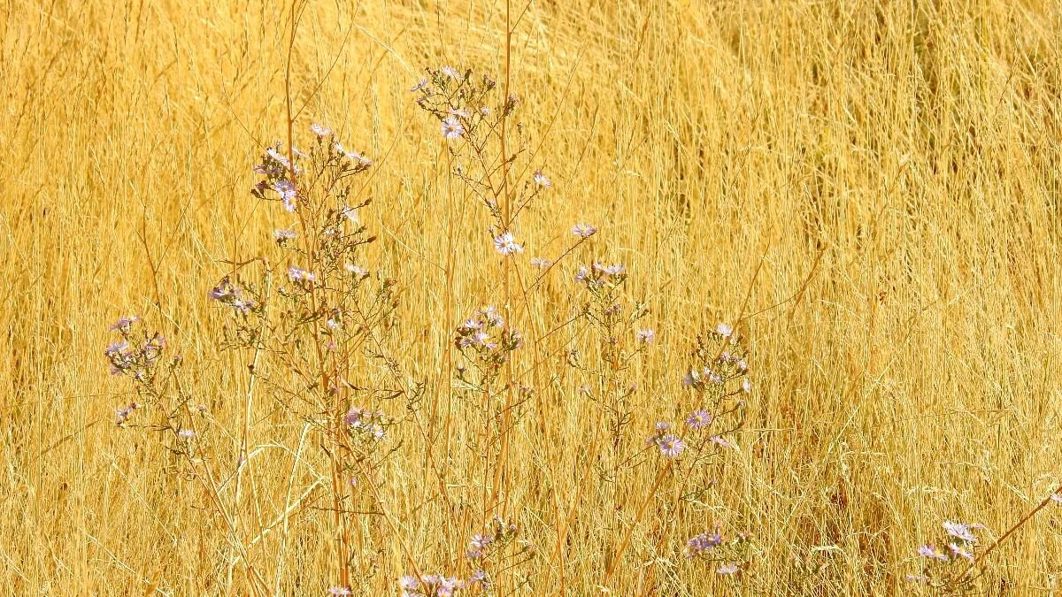 Finding the Path to Freedom from Medication