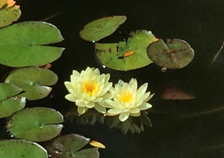 The Other Side of Regret: Gifts from our hardships