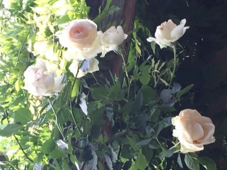 The Many Faces and Phases of Love