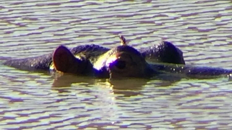 Treating Underlying Causes of Mental Illness