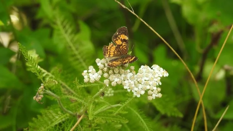 My Own Journey Towards a Healthier Life