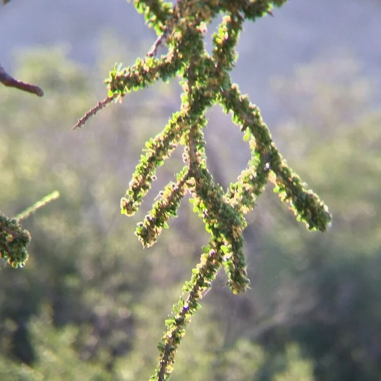 Hardy Helpers: Herbals and Homeopathy