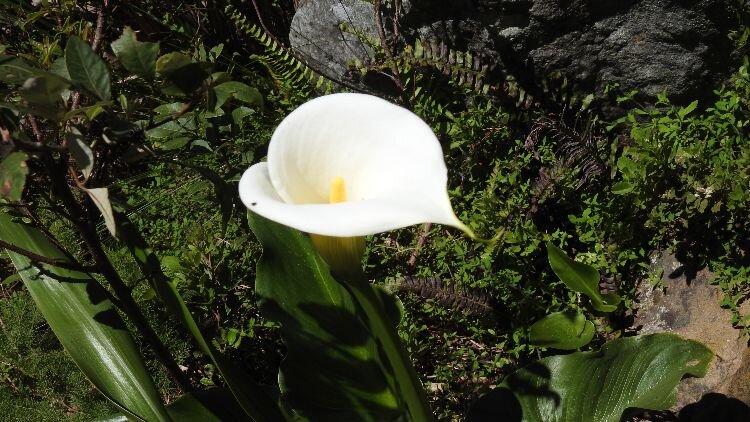 The Bare Bone Basics