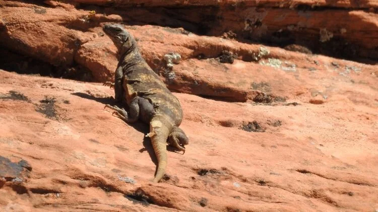 Parable of the Remodeling Project: Getting to Zen