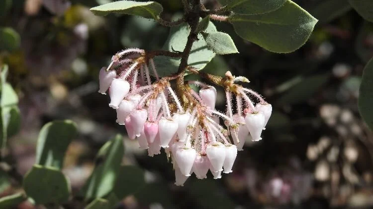 Obtaining Your Heart's Desire and the Meaning of Cinderella's Glass Slipper