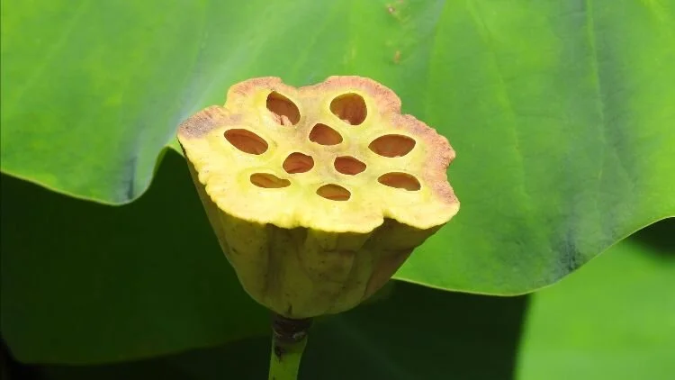 How can holes help us rise?