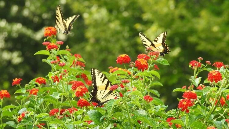 For the Fun of It: Living in Harmony with Joy