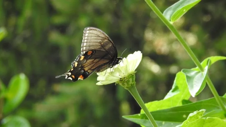 Healing the Spiritual Self