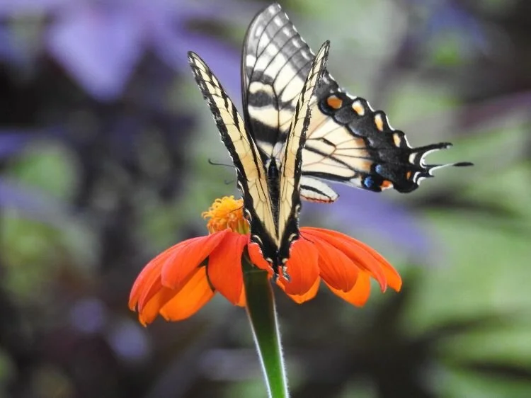 Healing Sexual Relationships in Two Sessions or Less!