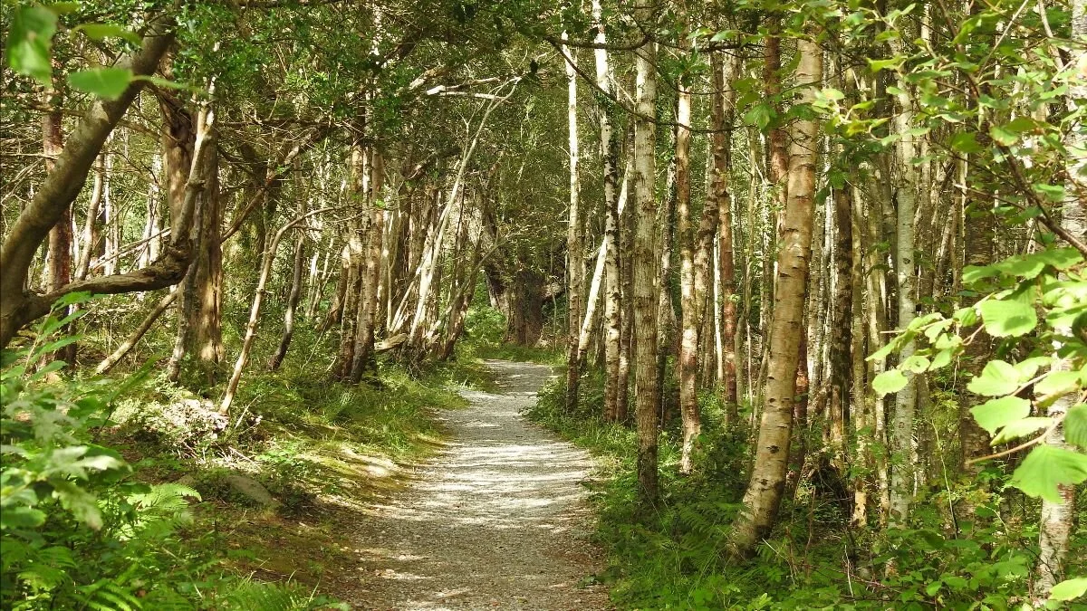 The Little Red Hen's Lesson on Love