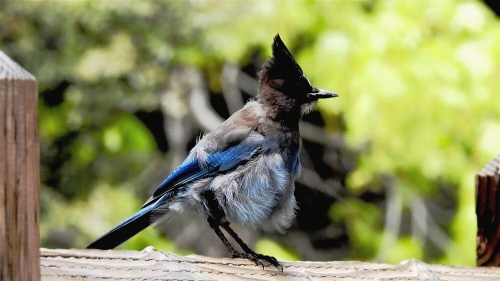 When do withdrawals stop?