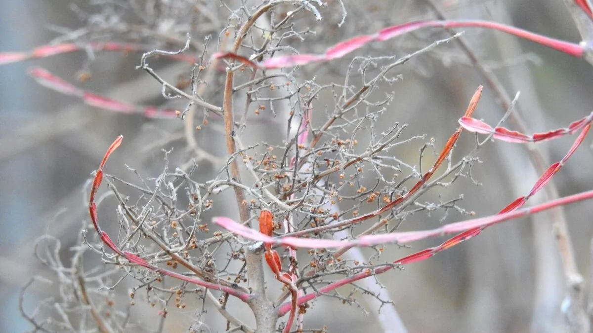 A Revolutionary Approach to Medication Withdrawal