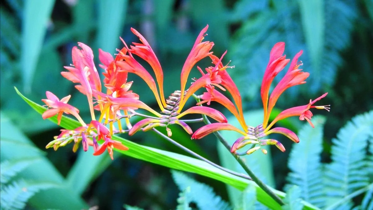 Manifesting Intentions Through Your "Reiki" Box