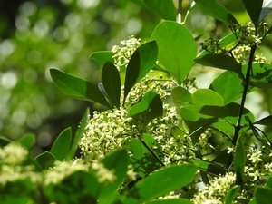 Integrating Journaling with Meditation