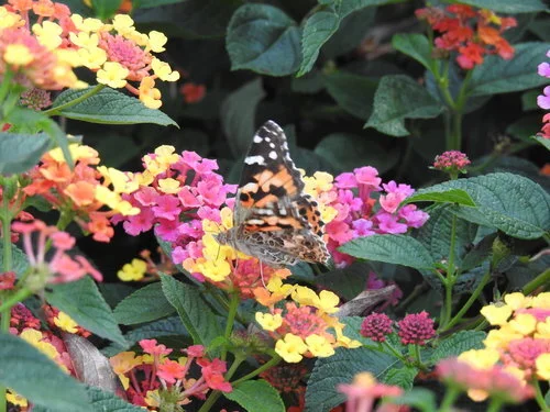 Pearls From the Practice