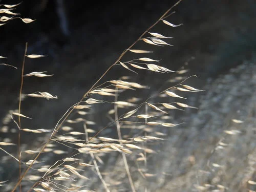 "Evidence-based Medicine" Energy Medicine Style