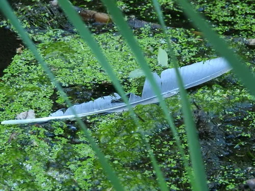 The Endocannabinoid System In Mental Health