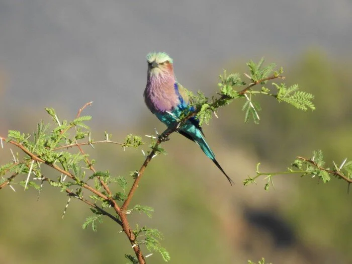 Changes, Changing, Changed, Repeat: The Evolving Life of Creators