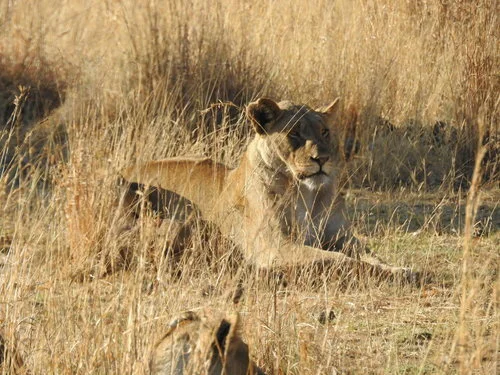 When Only a Good Fight Will Do