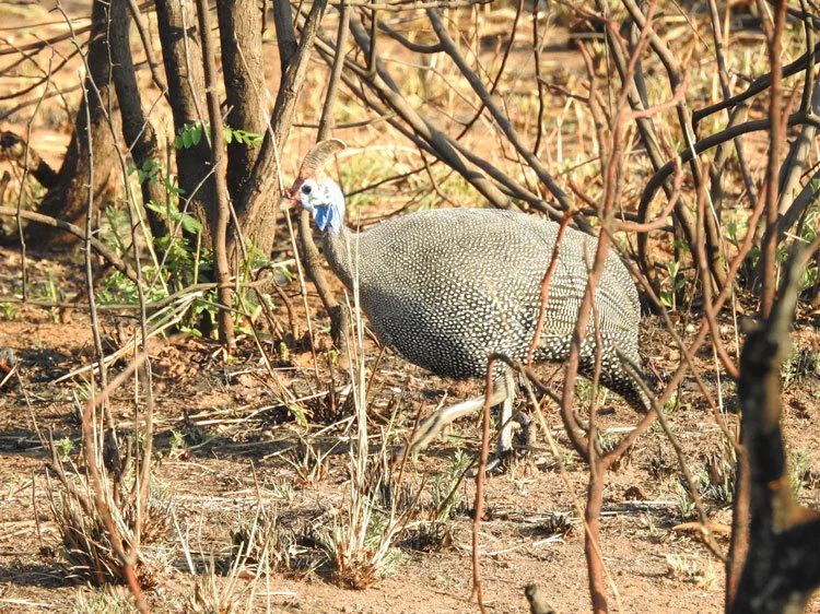 Latest Approaches to Holistic Psychiatry