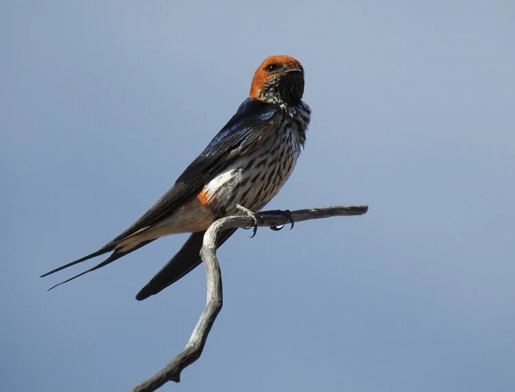 Elitism, Racism, and Positivism