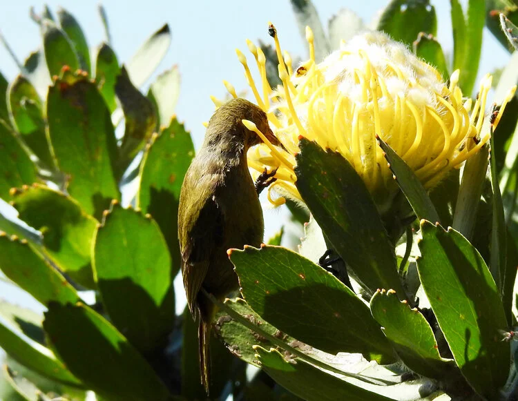 Three Essential Attributes of Successful Patients