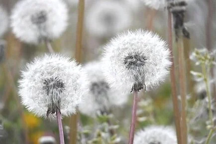 Pondering on People Who Put Poop in Our Cans