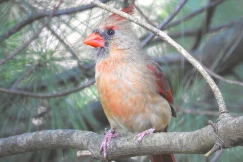 Understanding How Social Stress Affects Medication Withdrawal and Mental Health