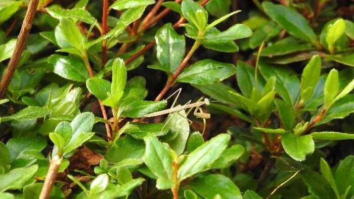 Navigating SSRI Withdrawal in a Nutshell