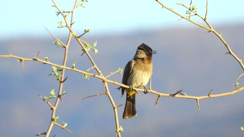 A Tale About Meditation and Murder