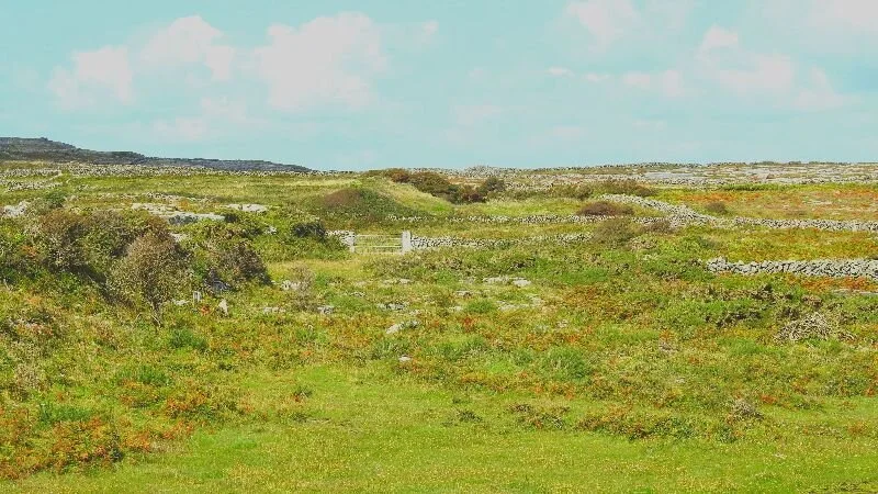 A Holistic Psychiatrist's Perspective on Serotonin Syndrome