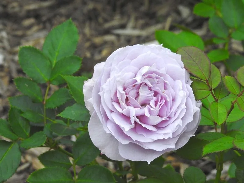 Wanting Can Be Scary by Rue Hass