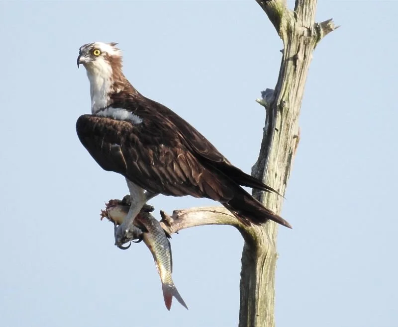 Resolving Past Medication Trauma