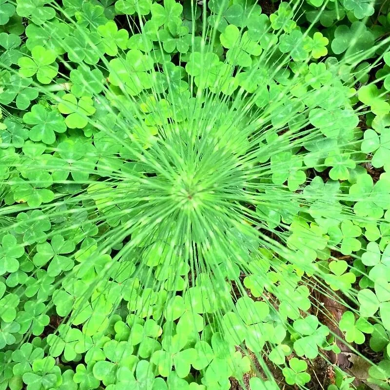 The Meaning of Medication Side Effects