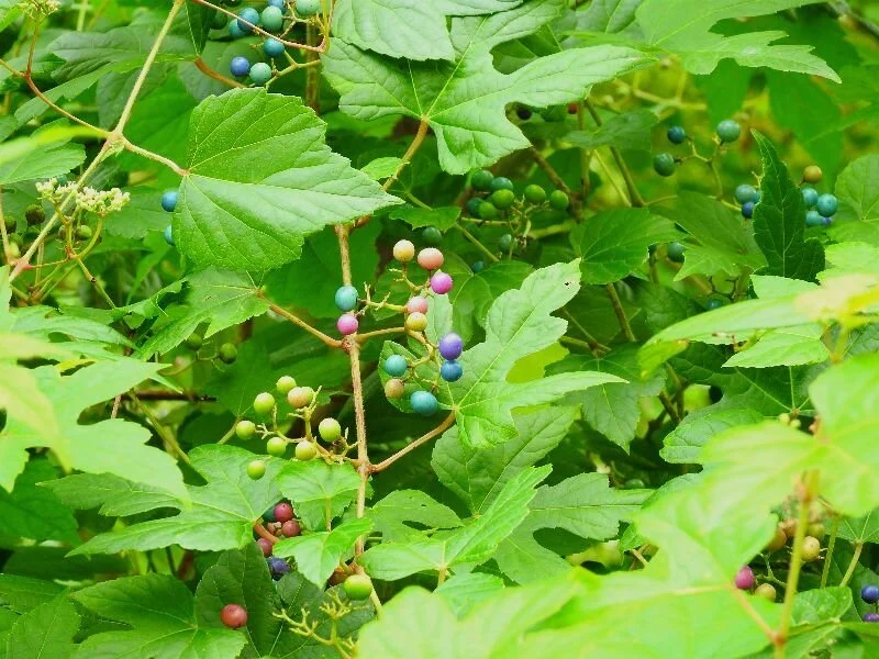 An Update on My Practice