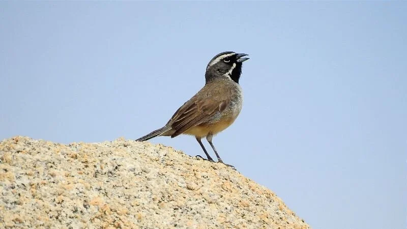 A Fitting End: My Journey as a Social Enigma