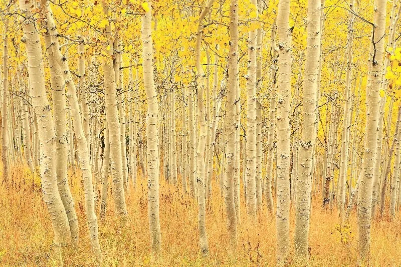 The Key Difference Between Antidepressant and Antipsychotic Withdrawal