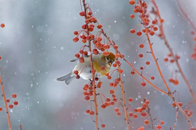 The Gifts of Love, Security, Abundance, and Peace