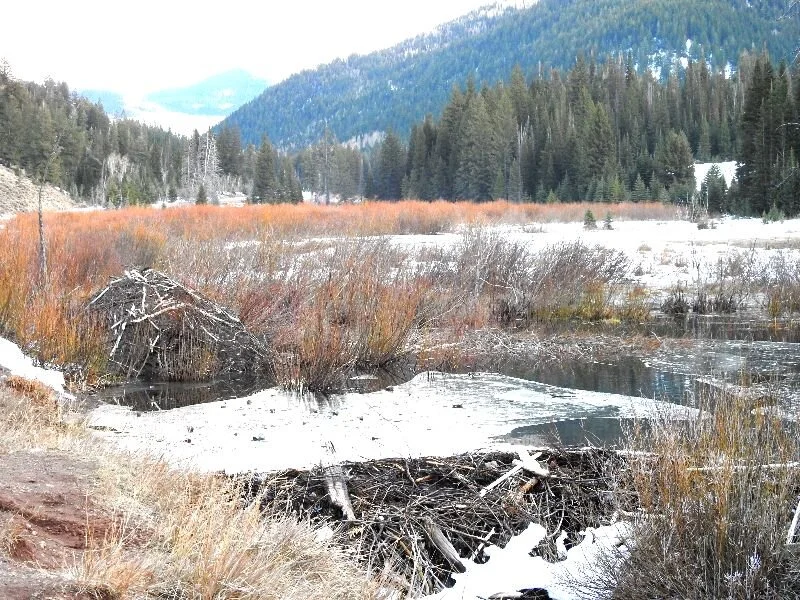 The "Adaline Effect" of Holistic Living