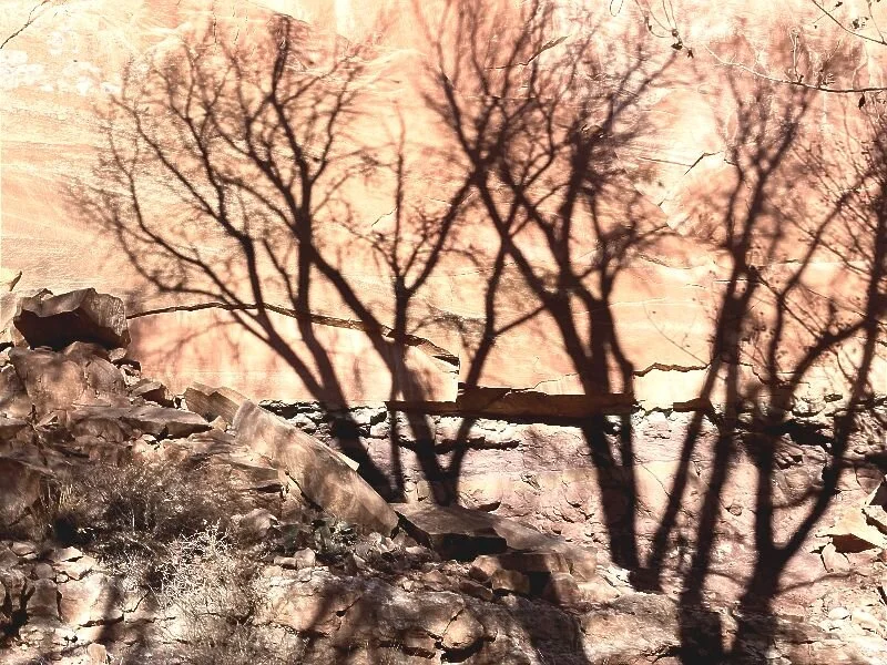 Politics: A Reflection of Our Psyches