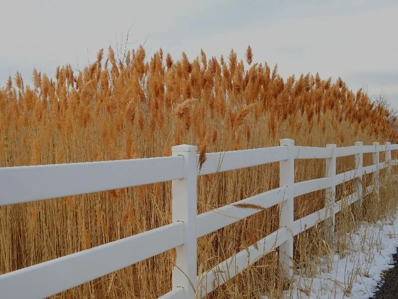 Protecting Our Intellectual Freedom