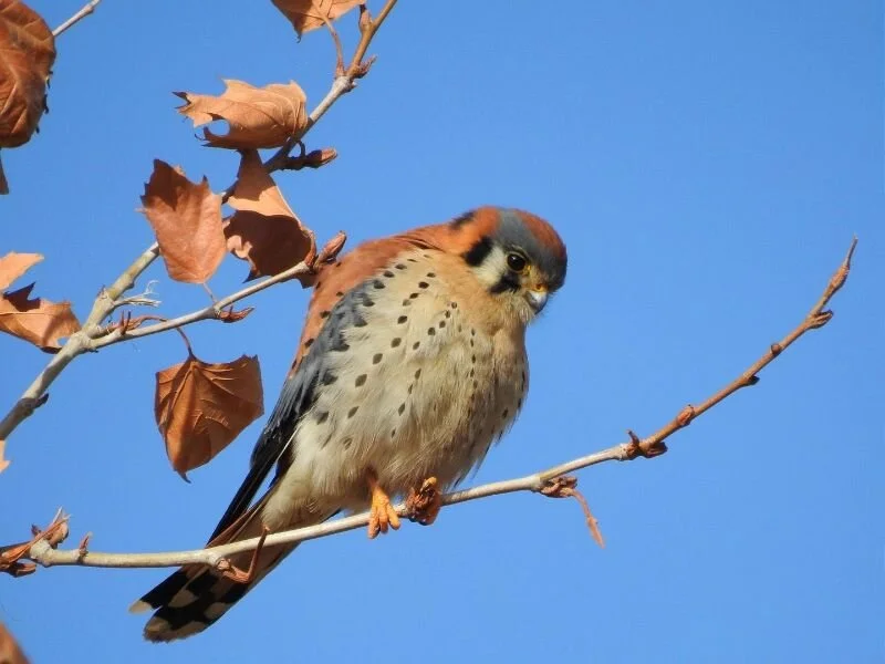 The Holistic Psychiatrist Podcast