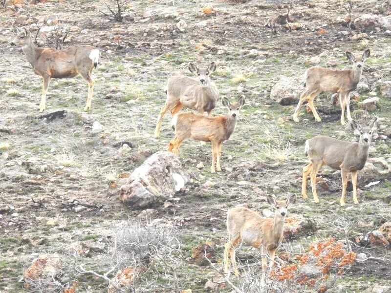 On Being Fully Human with David Kopacz, MD, ABoIM